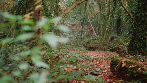 Panorámica-Desde-La-Rama-Hasta-El-Otoño---Limpieza-De-Otoño