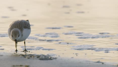 long beaked sanderling pick food from muddy wet sand reflecting sunset glow