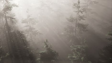 aerial sunrays in forest with fog