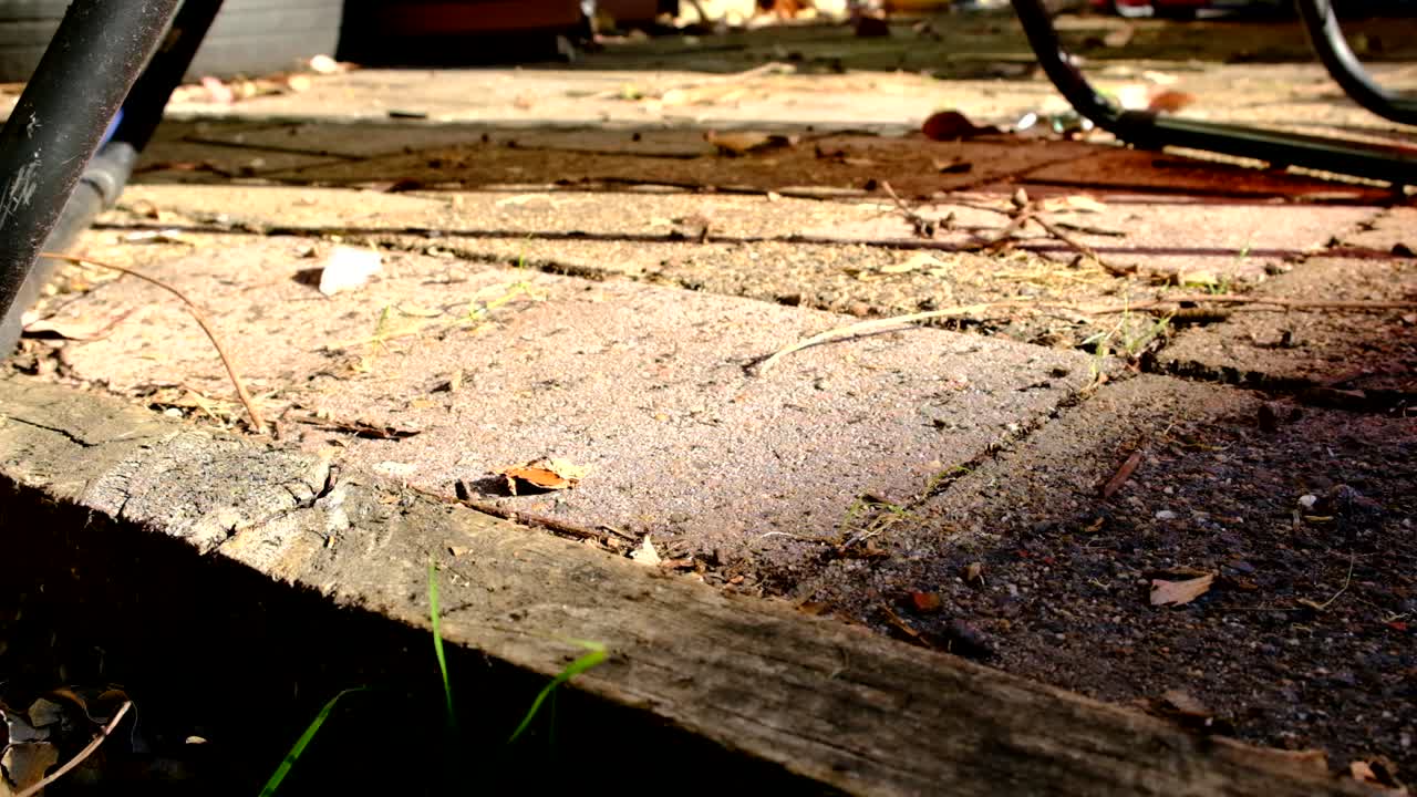 Myrer overalt på en udendørs terrasse om sommeren