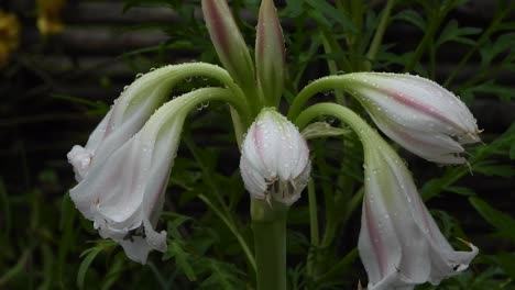 Meadows-crinum-white-flower-