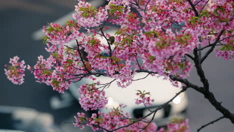 las flores de cerezo rosas en primavera