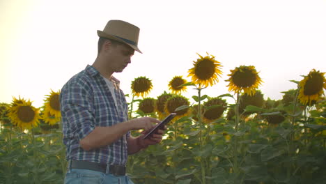 A-student-in-straw-hat-walks-across-a-field-with-large-sunflowers-and-writes-information-about-it-in-his-electronic-tablet-in-nature.