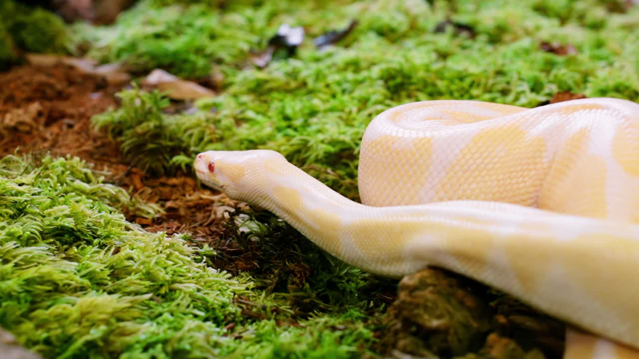 Slithering snake moving across moss in slow motion, capturing intricate details