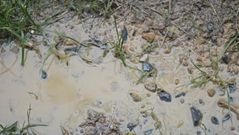 Regentropfen-Fallen-Auf-Die-Straße,-Blätter,-Bäume,-Wald