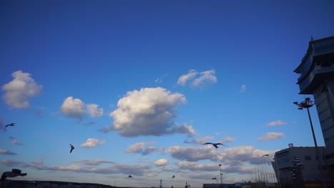 Close-encounter-with-seagulls-at-Incheon-port