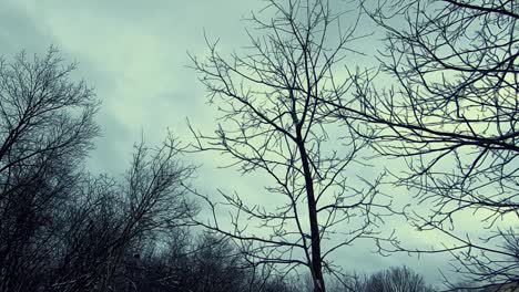 Dolly-forward-shot-of-leafless-treetops-on-cloudy-day