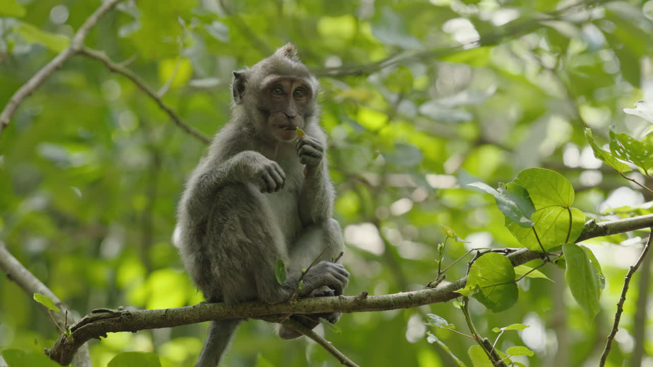 Baby Monkey Eating in Tree