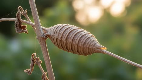 a close-up view of a beautifully textured cocoon attached to a branch, bathed in soft sunset light, highlighting nature’s intricate patterns and colors