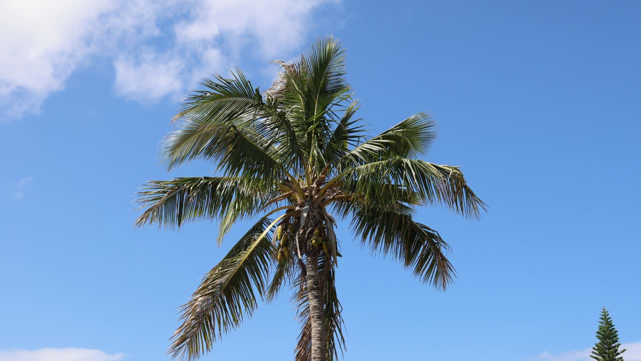 한 종려나무가 푸른 하늘 아래 부드럽게 흔들리고 있다