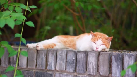 orange cat resting and sleeping on the windowsill