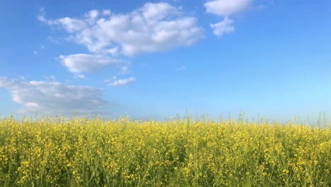yellow flower field under blue sky