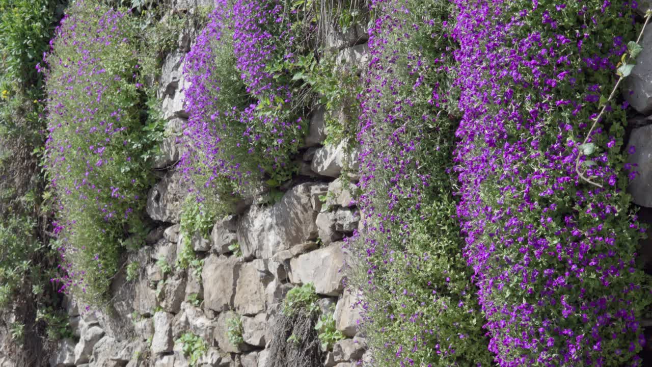 aubrieta deltoidea - cerezo de roca púrpura colgando de una pared en un día agradable y soleado