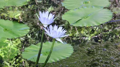 time-lapse of a water lily opening up