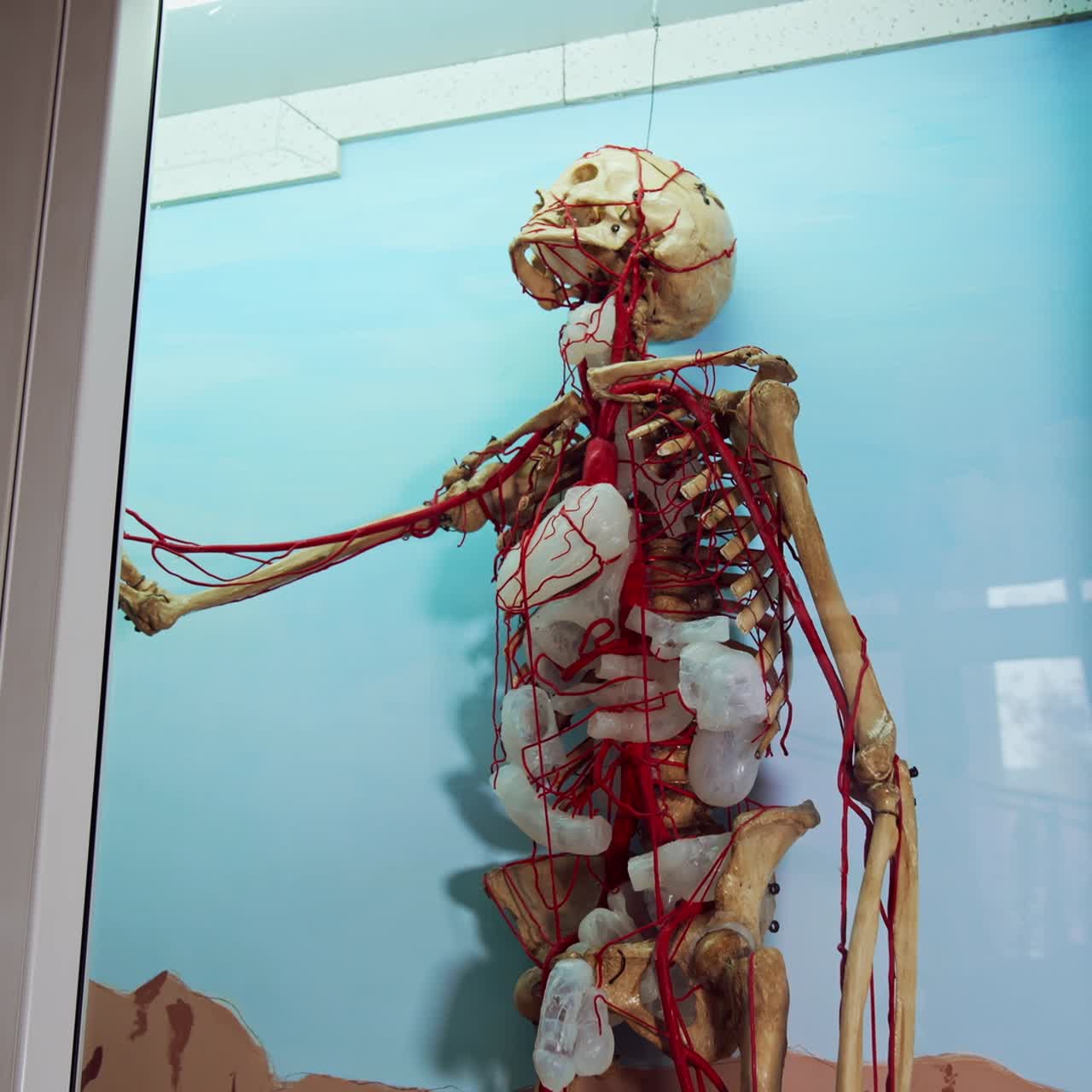 Full size human body skeleton model. Layout skeleton with circulatory system made of plastic on blue background