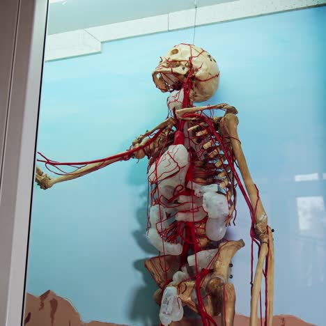 full size human body skeleton model. layout skeleton with circulatory system made of plastic on blue background