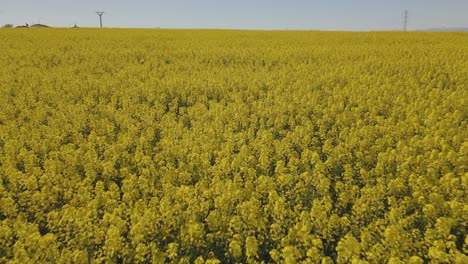 low flight with a drone over a plantation of rapeseed plants, clearly appreciating the intense yellow color and the heads of the flowered plants full of petals with the sky in the background