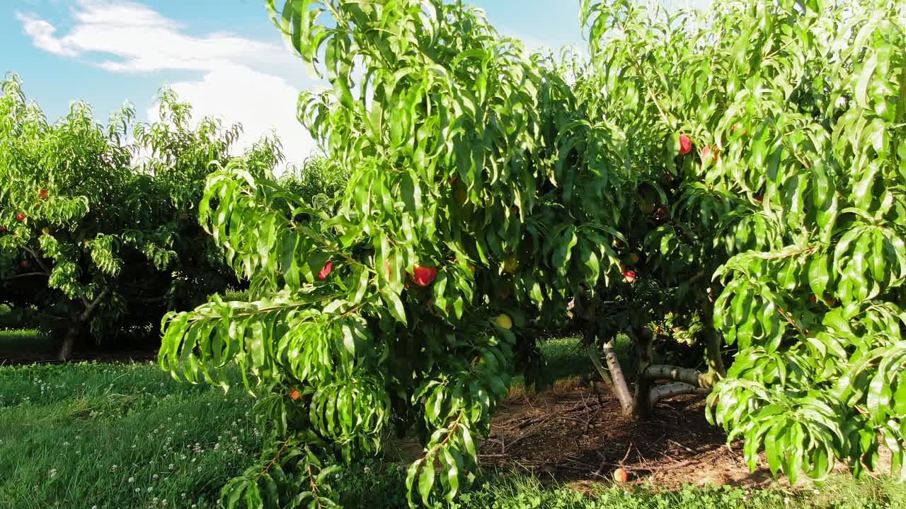 Magnifico primo piano con avvicinamento di pesche mature appese all'albero, pronte per essere raccolte.