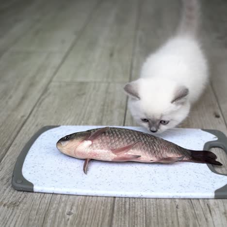 cat licking over the fish