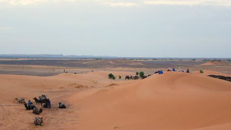 berbere man with camel herd walking in the sahara desert