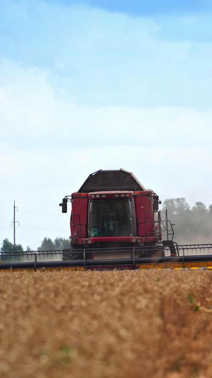 Combine harvester cutting wheat in the dry field. Harvesting machine working in plantation on summer day leaving the dusty cloud. Vertical video