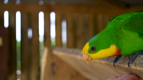 superb parrot eating seeds from palm of a person in spain