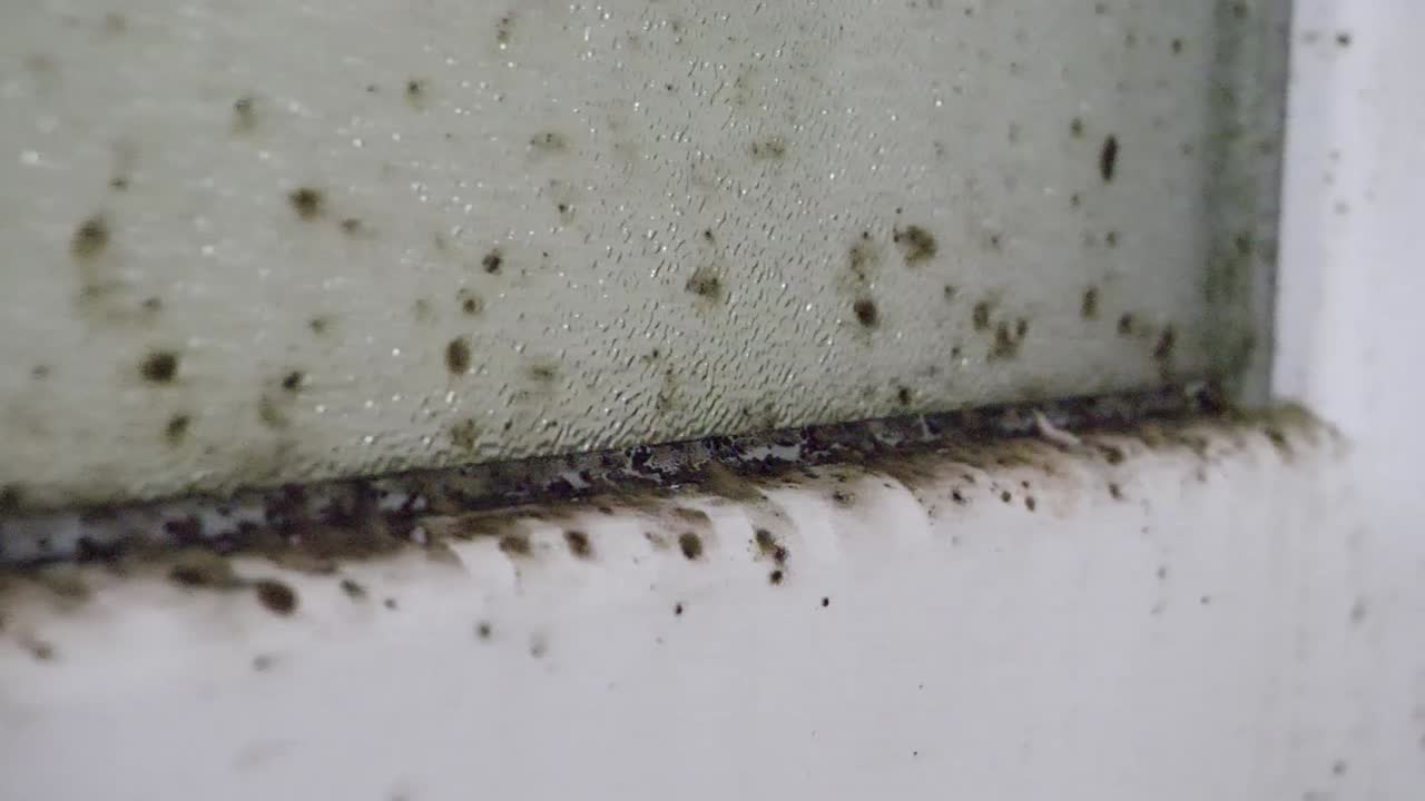 moho negro en ventanas y puertas dentro del apartamento moho húmedo condensación crecimiento de hongos en plástico y vidrio