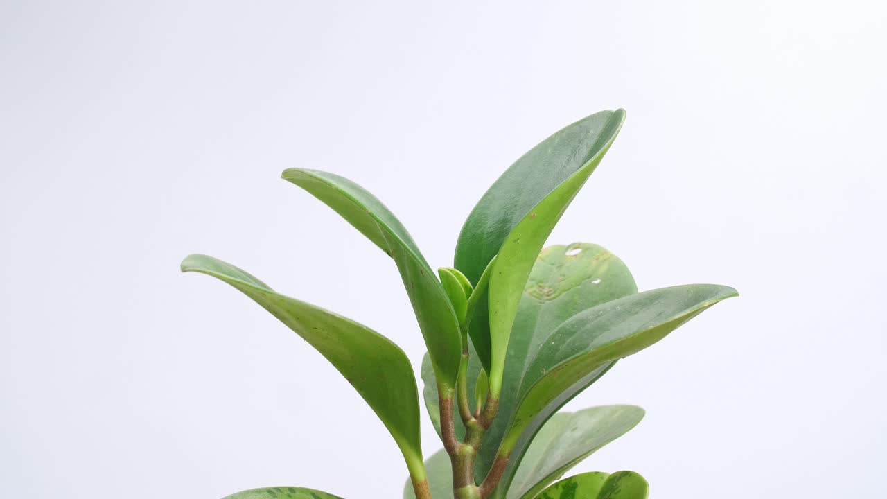 Primo piano di Ficus elastica che ruota su se stesso su sfondo bianco