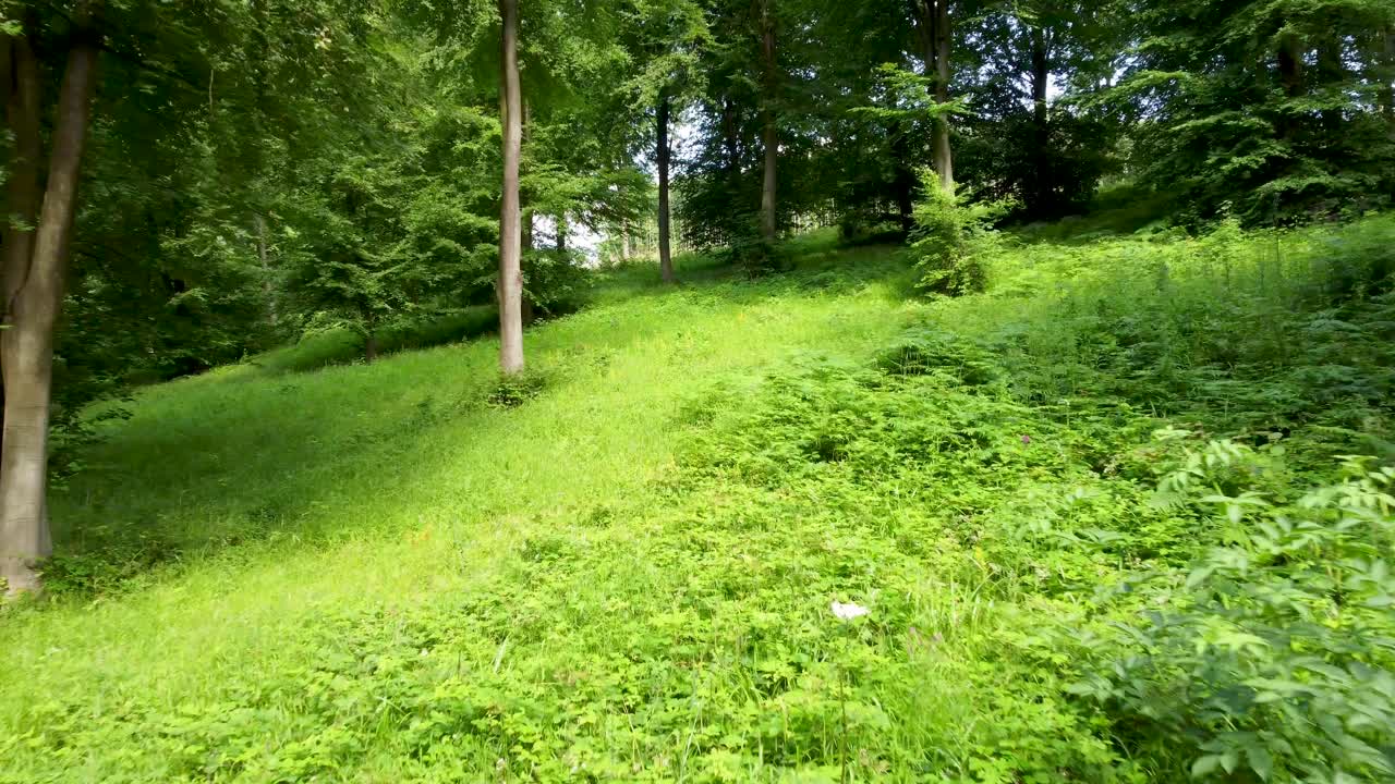 숲 속의 푸른 나무와 식물의 4k 드론 비디오