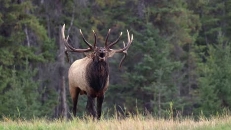 un alce toro tocando durante la rutina, mostrando la naturaleza primitiva y majestuosa en 4k