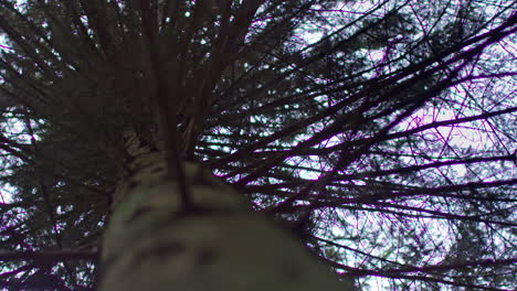 view from ground looking up trunk through branches and leaves of evergreen tree growing in forest