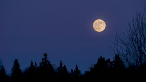 Supermond-Steigt-Am-Nachthimmel-Mit-Der-Silhouette-Eines-Waldes-Auf