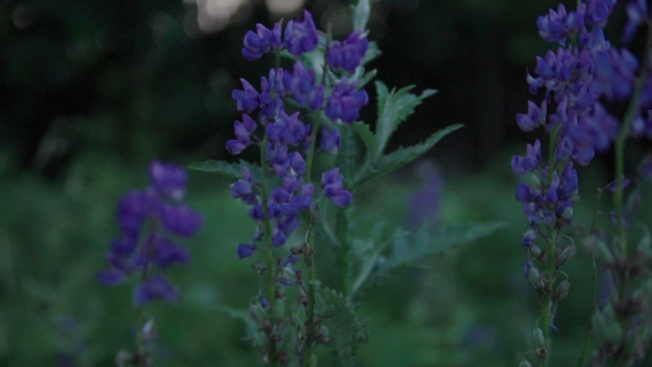 hermosas flores moradas en el prado