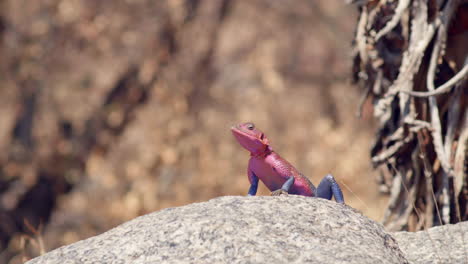 the mwanza flat-headed rock agama is a lizard native to africa and more commonly called the "spider-man" lizard