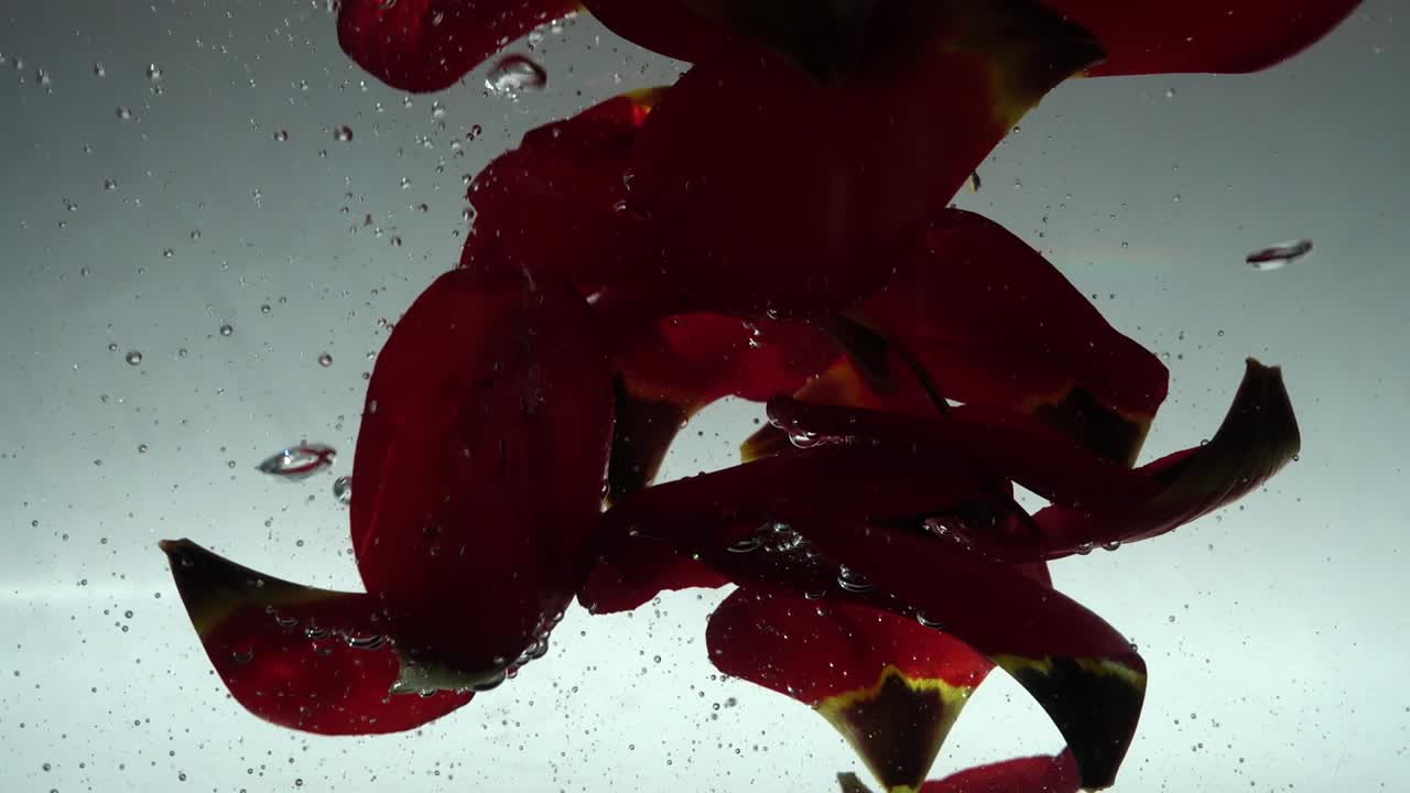 水に落ちるチューリップの花びら。背景。スローモーション。