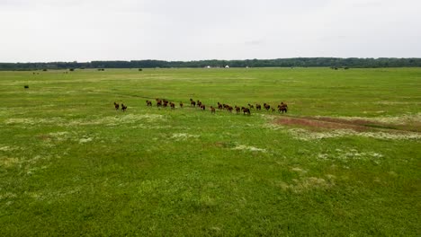 Caballos-Akhal-Teke-Corriendo-Por-Un-Vasto-Campo