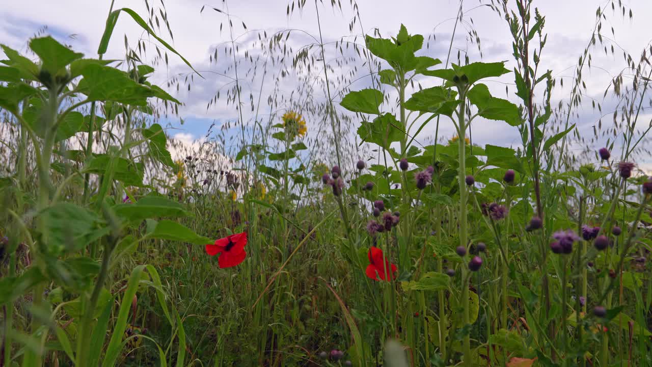 abeja voladora sobre un campo de amapola roja y girasoles desde una perspectiva baja