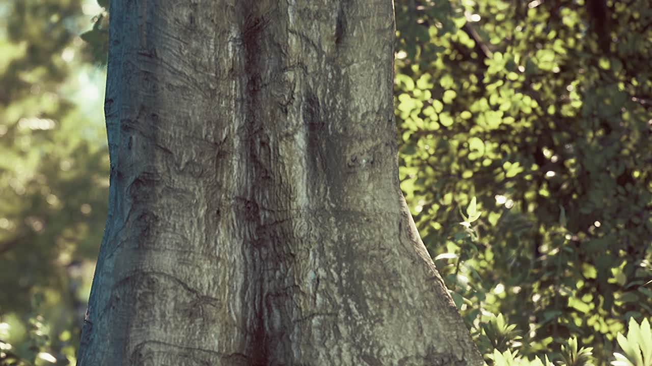 숲의 나무 줄기