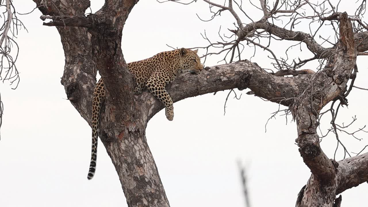 Kruger Ulusal Parkı'nda, bir marula ağacının yüksek dallarında uzanan bir leopar.