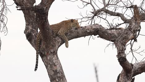 a leopard laying high up in a marula tree, kruger national park