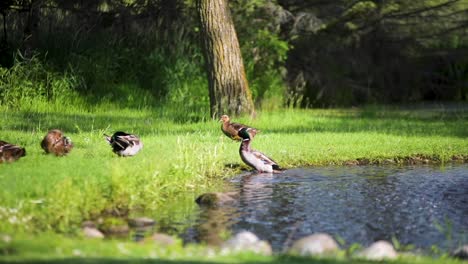 mallard duck walks out of pond on a farm and shakes off in slow motion