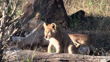 Lion-cubs-resting-with-their-mother-in-the-shade-behind-a-tree