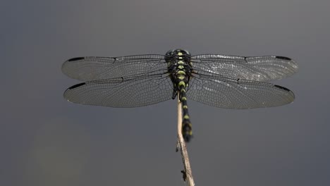 the common flangetail dragonfly is commonly seen in thailand and asia