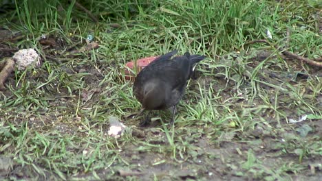 Female-Blackbird-underneath-a-tree-feeding-off-a-discarded-fat-ball-in-a-garden-in-Oakham,-a-town-in-the-UK-county-of-Rutland