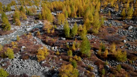 Sobrevuelo-Aéreo-Sobre-Un-Bosque-Con-Alerces-Amarillos-En-La-Región-De-Valais-De-Los-Alpes-Suizos-En-El-Pico-Del-Otoño-Dorado-Con-Una-Vista-Panorámica-Hacia-Los-Picos-Nevados-De-Nadelhorn,-Dom-Y-Taschhorn