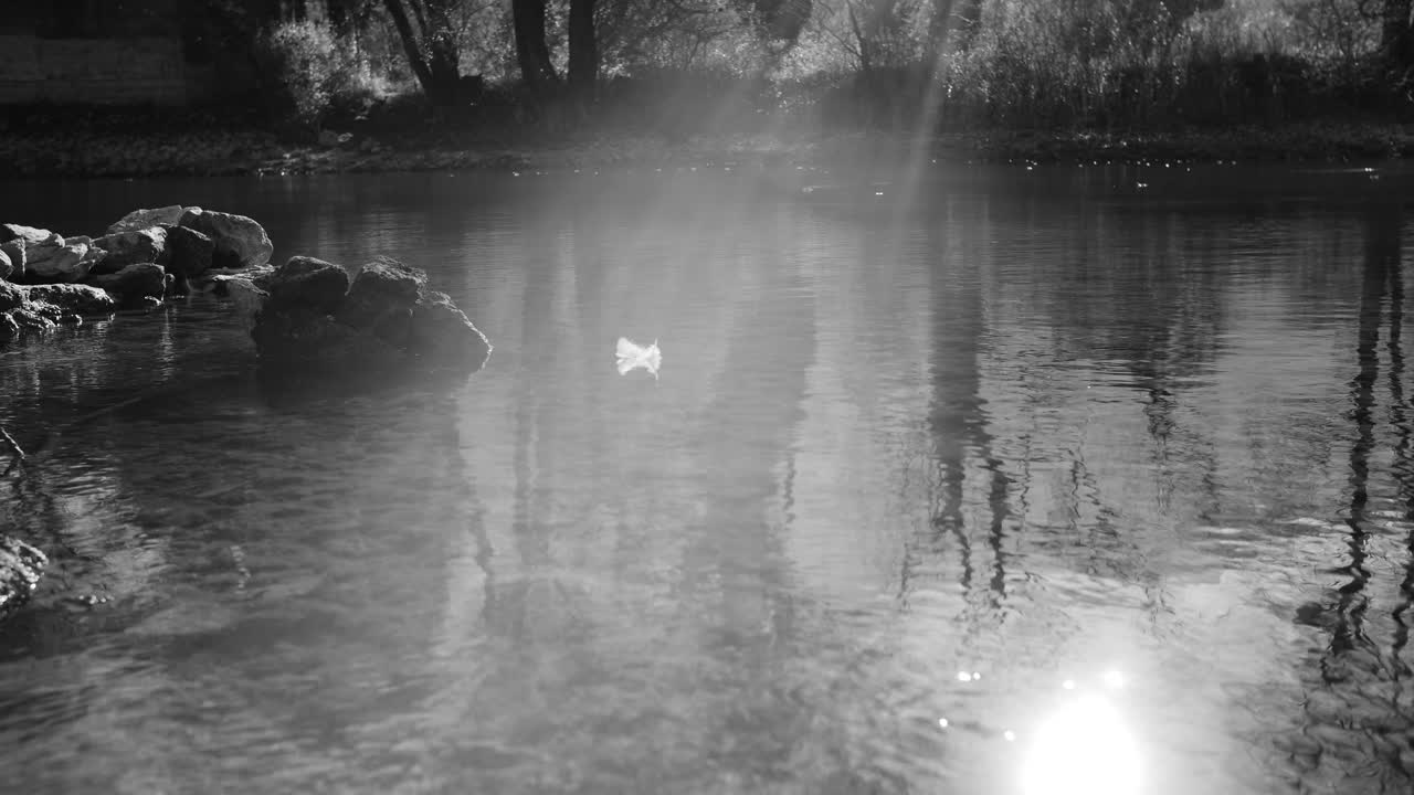 Black and white closeup of white duck feather floating on clear water – serene nature scene