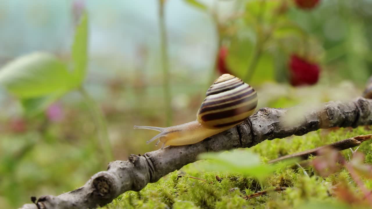 el caracol se arrastra lentamente sobre el musgo verde