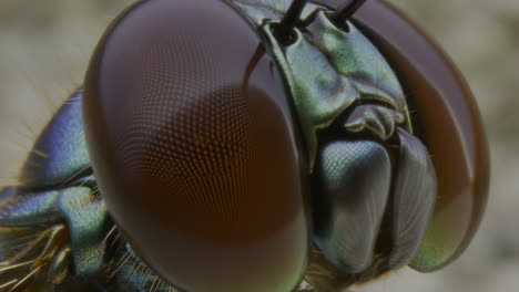 macro close-up of an insect's compound eye