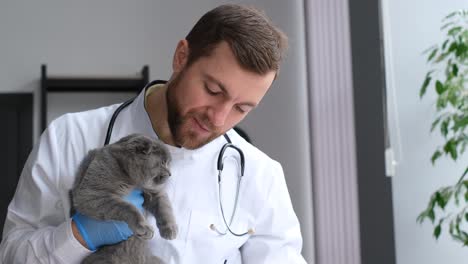 veterinarian examining a scottish fold cat
