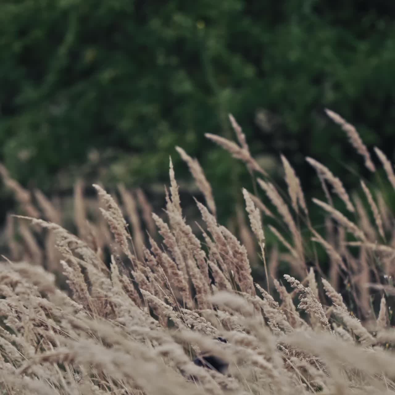 Mysterious Hooded Figure with Grotesque Mask in a Grassy Field